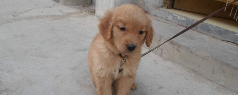 金毛犬怎么养