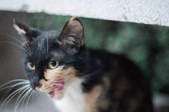 玳瑁猫是招财还是辟邪，养玳瑁猫的寓意