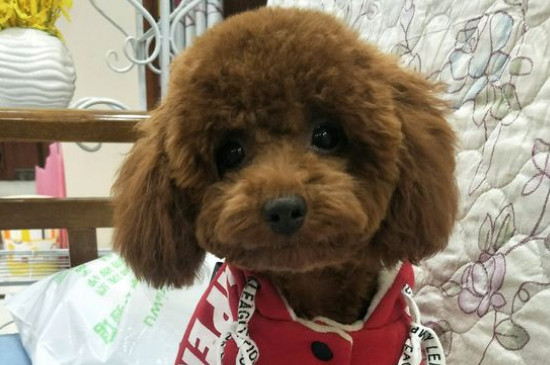 怀孕能养泰迪狗狗吗