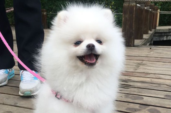 什么狗最小而且长不大