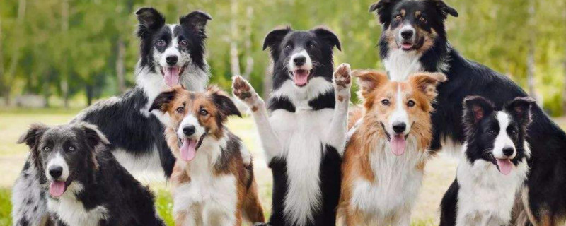 边境牧羊犬能吃剩饭剩菜吗