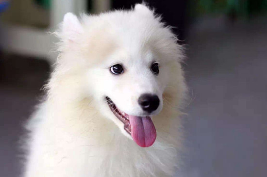 狗狗吃什么毛发亮，对狗毛发好能美毛的4种食物