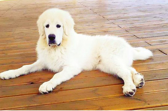 狂犬病狗能活多久