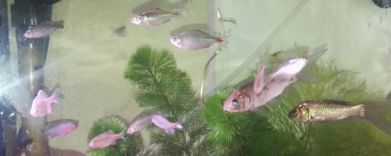 刚养的鱼不会上来吃食怎么办