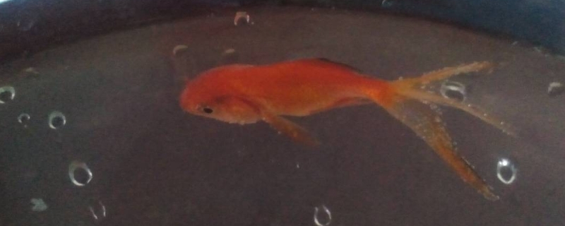 泥鳅可以和金鱼一起养吗