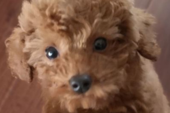 泰迪犬为什么叫泰迪