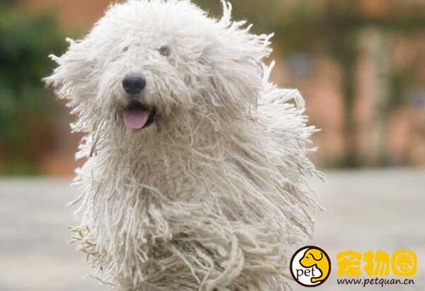 可蒙犬的毛有什么用处，凭一己之力驱赶狼群的守卫犬