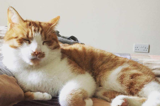 猫几个月算成年