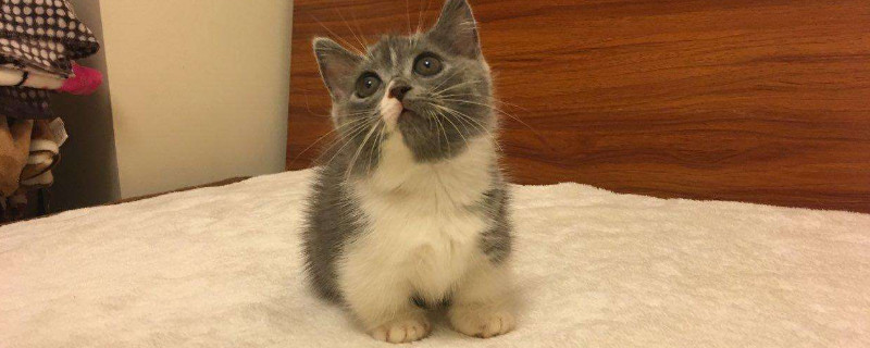 一个月小猫驱虫怎么做