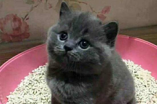 小猫咪拉稀是怎么回事，怎么调理治疗