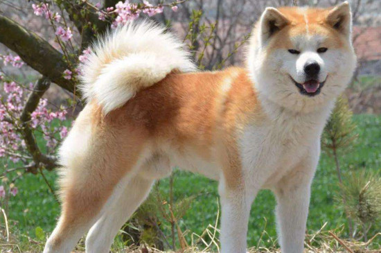 柴犬跟秋田犬的区别