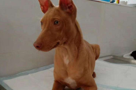 法老王猎犬多少钱一只，市场价格在3000～10000元