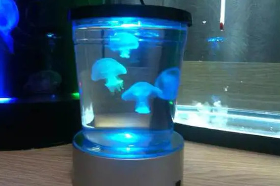 杯装水母怎么养
