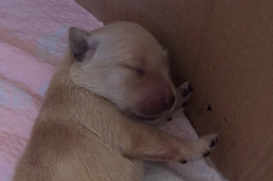 狗狗喝牛奶会死吗