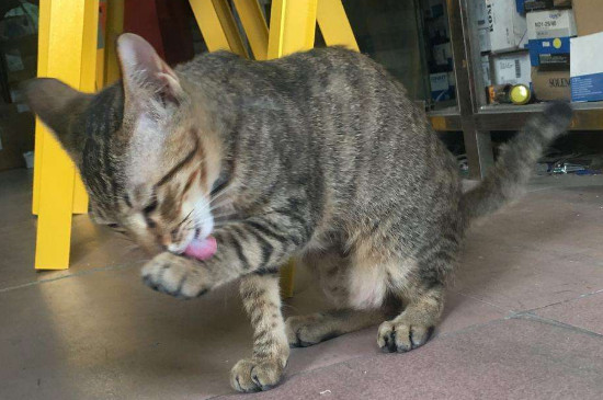 猫腹水摸起来软还是硬，如何摸猫咪是不是腹水