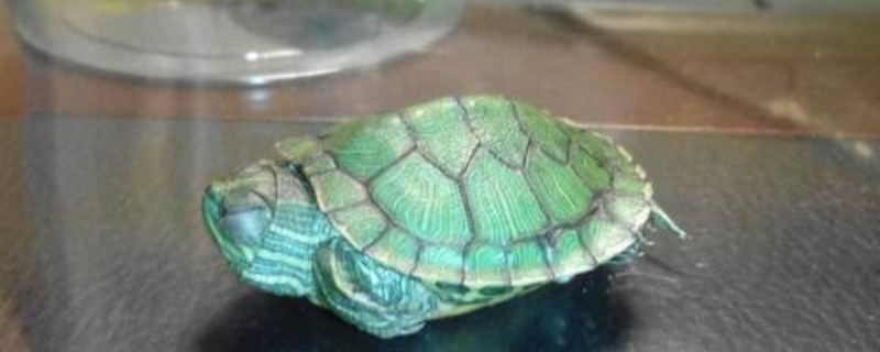 巴西龟开心的表现