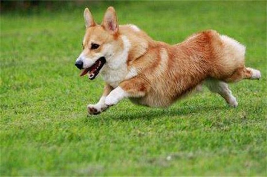狗狗突然发抖怎么回事