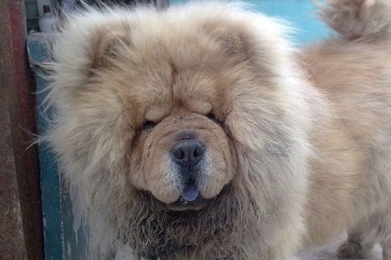 松狮怎么看纯不纯