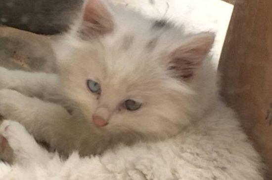 猫骨折了怎么办