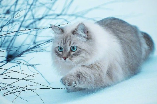 猫咪打嗝一抽一抽的怎么回事