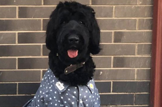 世界十大警犬