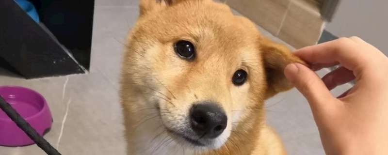 柴犬为什么那么像土狗
