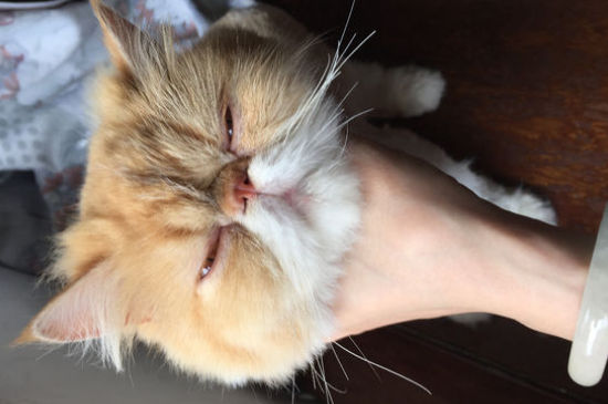 公加菲猫发情有什么表现