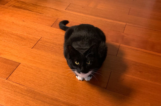 猫要死了的症状