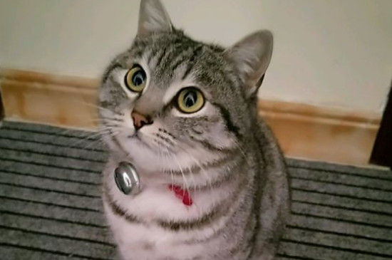 小猫脱肛怎么办