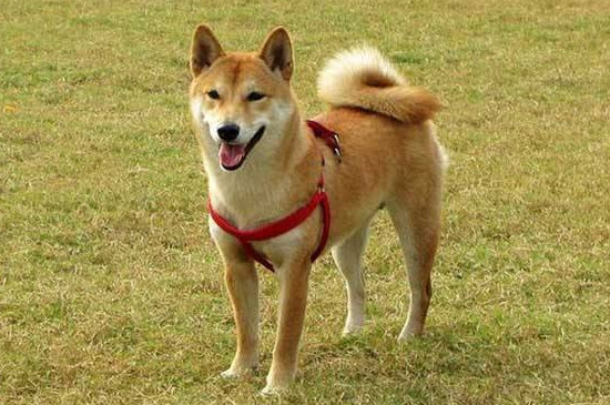 柴犬饲养禁忌
