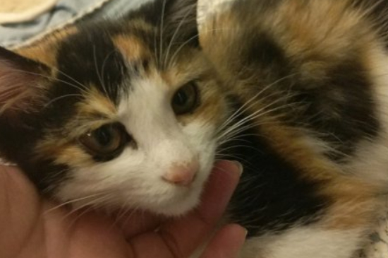 为什么不能给猫照镜子