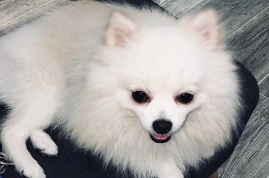 孕妇能养宠物狗吗