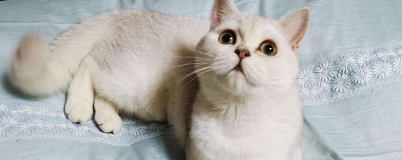 7个月的猫怀孕会难产吗