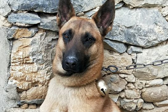 马犬怀孕多久能看出来