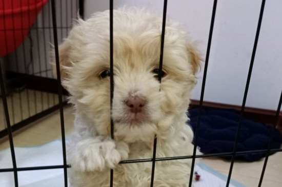 狗为什么喜欢吃骨头