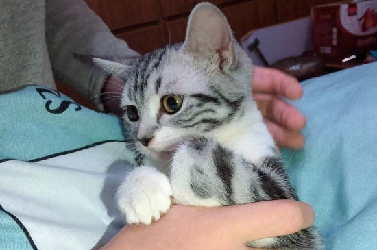猫粘人吗