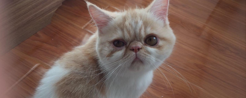 人得猫藓一般多久会好
