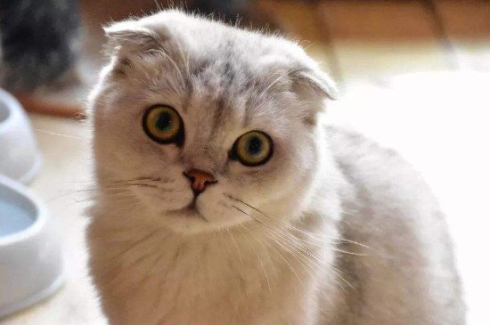 猫吃盐吃多了会怎么样