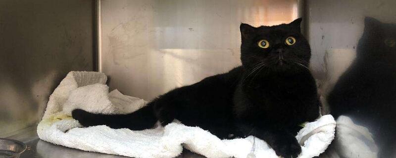 猫能吃猪肝吗