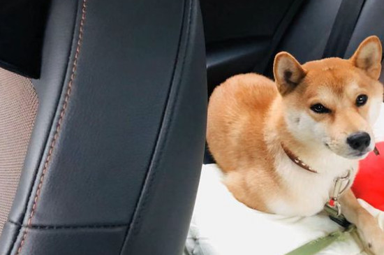 柴犬什么叫爆脸