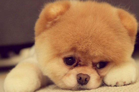 俊介犬和博美的区别