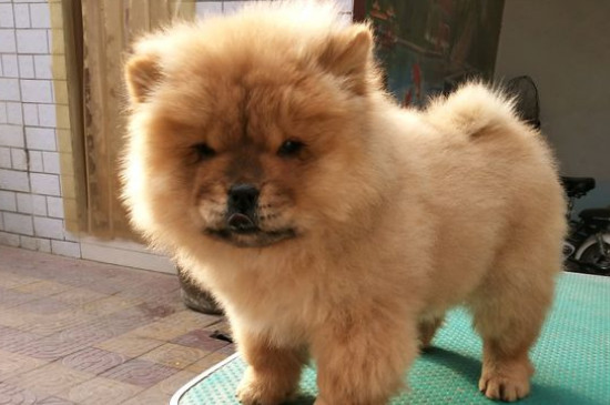 松狮犬为什么忠心