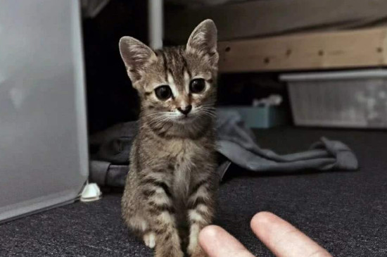 初学者养猫注意事项