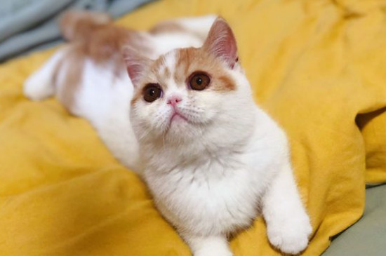 猫薄荷对猫有什么作用