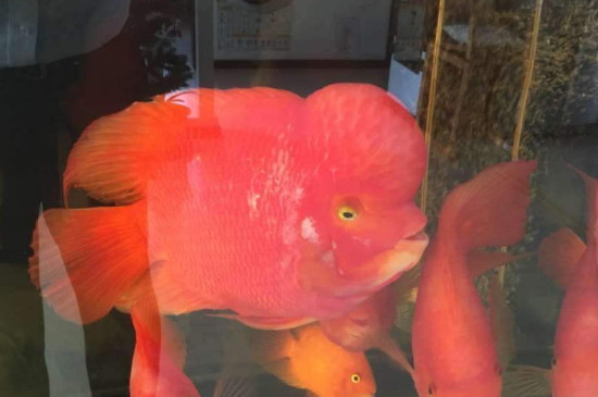 水霉病能自愈吗