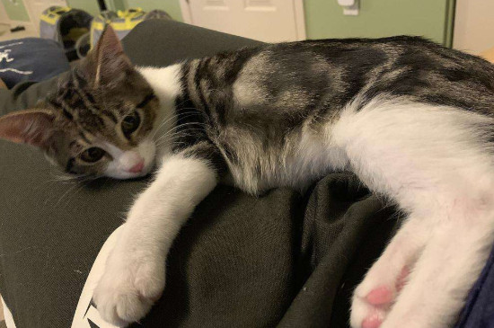 猫咪蹭你腿什么意思，是猫咪传达友好的表现