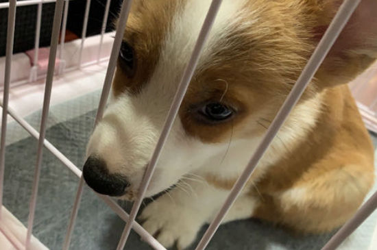 狗狗受到惊吓后的症状，狗狗被吓到了是什么症状