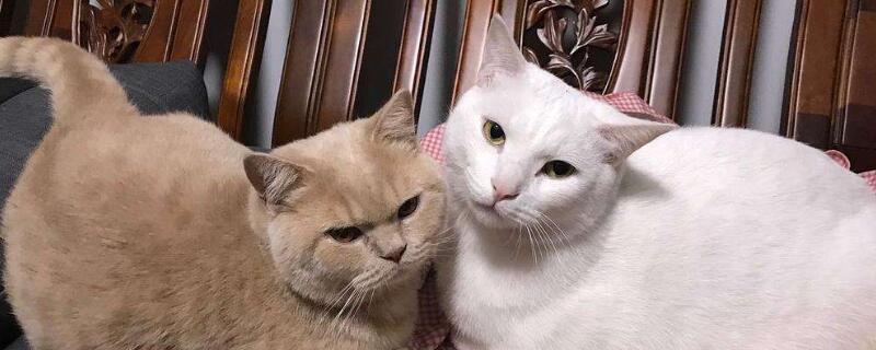 两只猫怎么相处，如何让两只猫和平相处