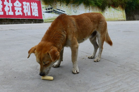 中华田园犬为什么禁养