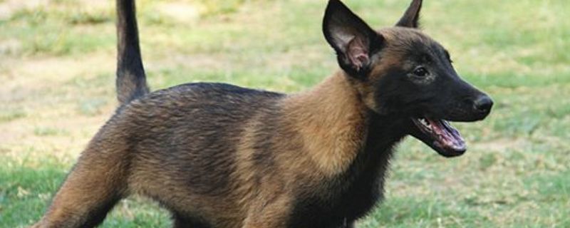 养马犬的十大坏处
